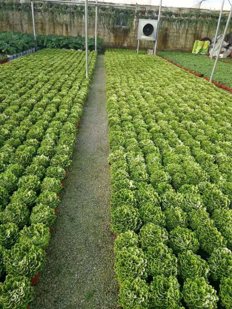 卷柏绿化工程花卉苗木花镜专用
