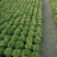 卷柏绿化工程花卉苗木花镜专用