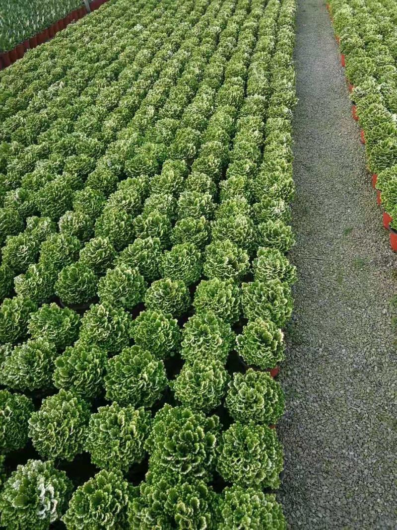 卷柏绿化工程花卉苗木花镜专用