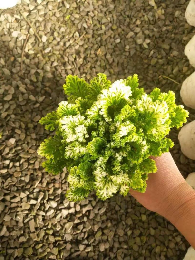 卷柏绿化工程花卉苗木花镜专用