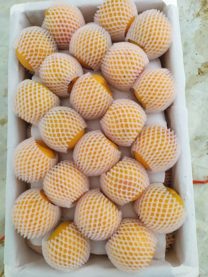 金太阳杏