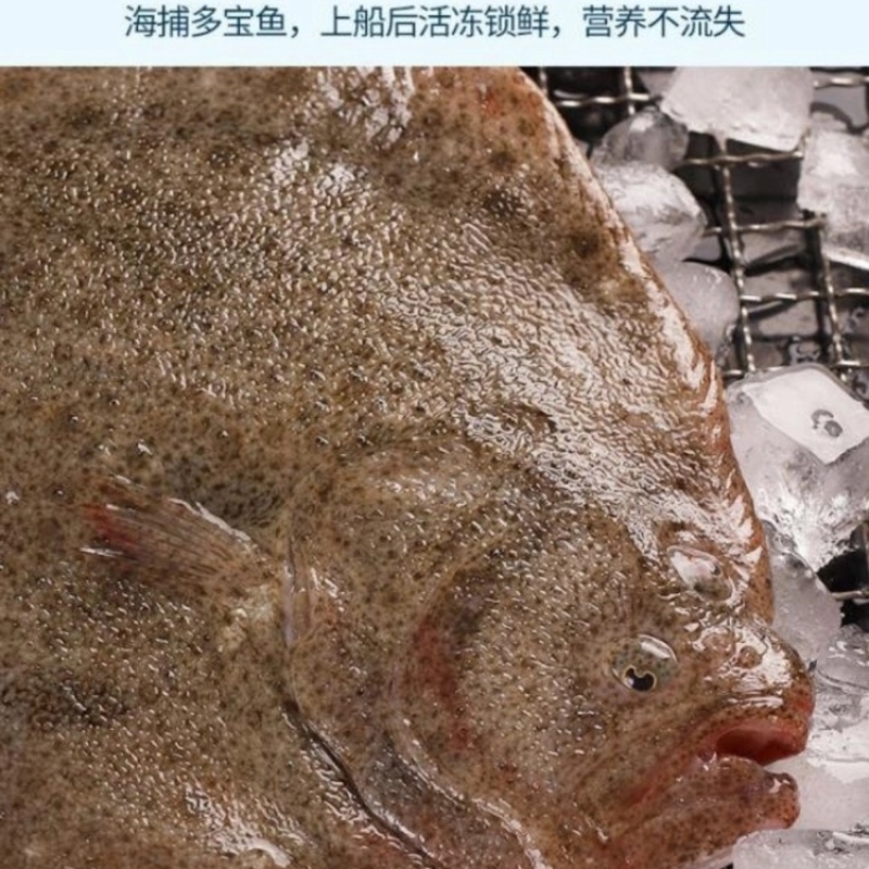 多宝鱼比目鱼冰鲜鱼质量好大菱鲆大量有货冷冻