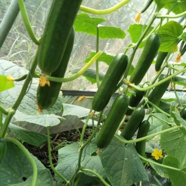 自己家种植的水果黄瓜脆甜现摘发现货全国包邮京东快递