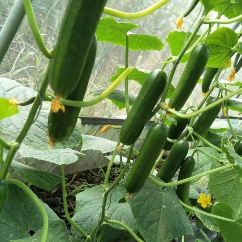 自己家种植的水果黄瓜脆甜现摘发现货全国包邮京东快递