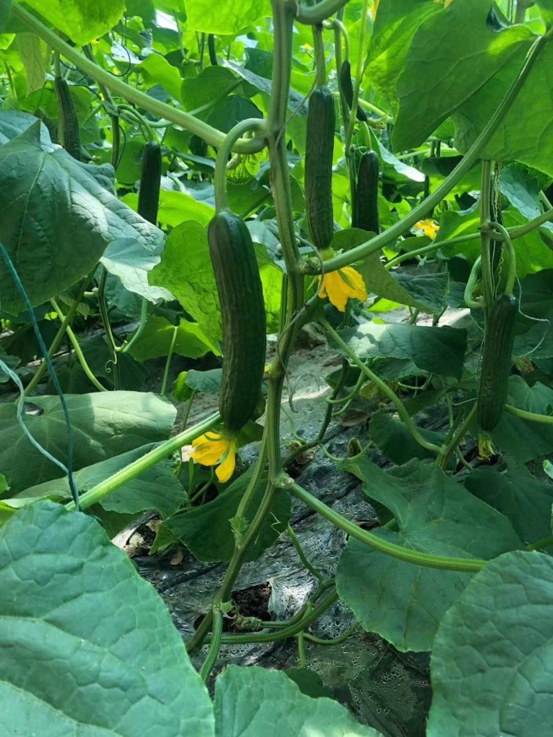 自己家种植的水果黄瓜脆甜现摘发现货全国包邮京东快递