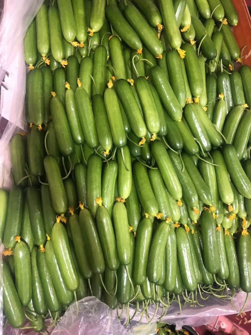 自己家种植的水果黄瓜脆甜现摘发现货全国包邮京东快递