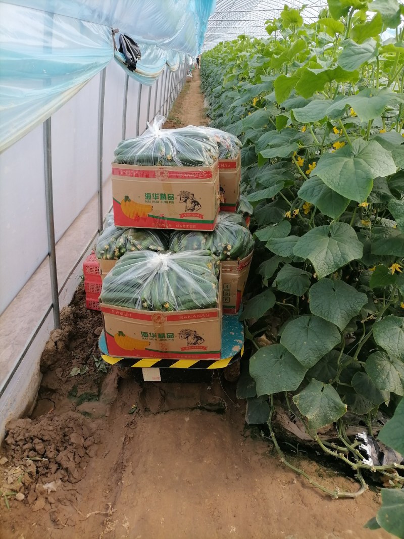 自己家种植的水果黄瓜脆甜现摘发现货全国包邮京东快递