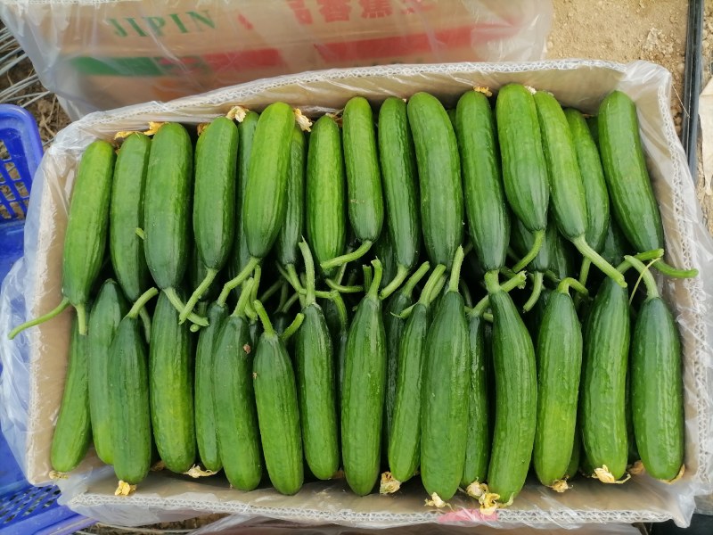 自己家种植的水果黄瓜脆甜现摘发现货全国包邮京东快递