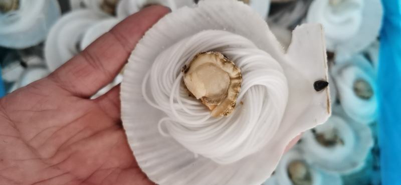 扇贝粉丝粉丝扇贝夏夷贝江苏海鲜水产烧烤专用
