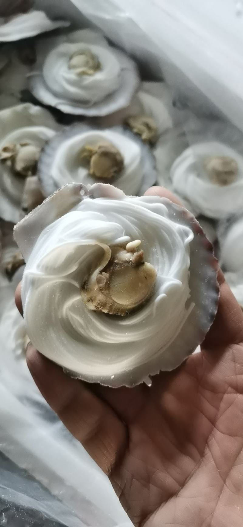 扇贝粉丝粉丝扇贝夏夷贝江苏海鲜水产烧烤专用