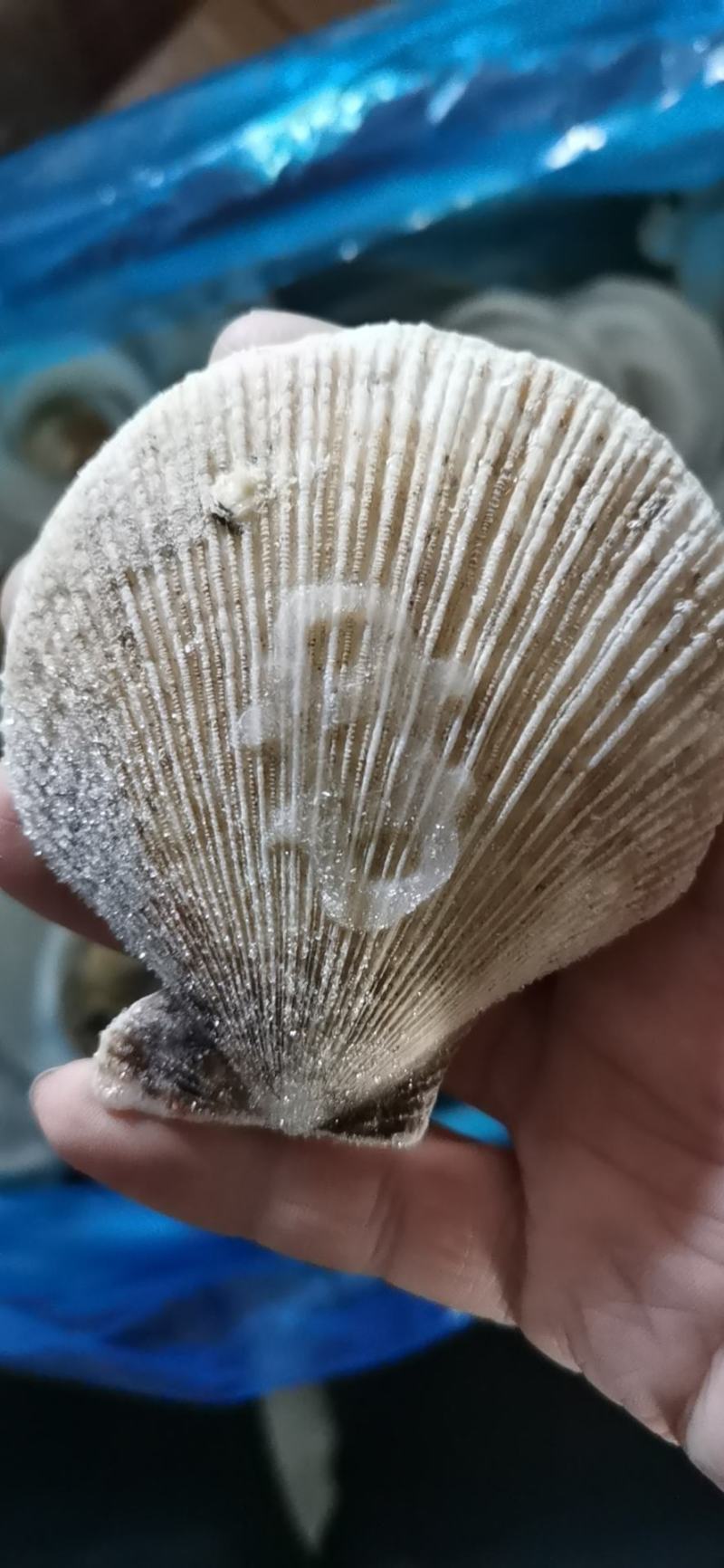 扇贝粉丝粉丝扇贝夏夷贝江苏海鲜水产烧烤专用