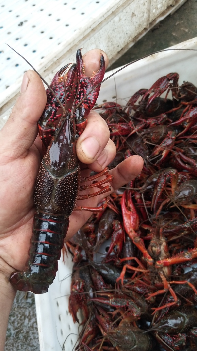 苏北淡水小龙虾种虾，一斤30到50尾，可顺丰发货
