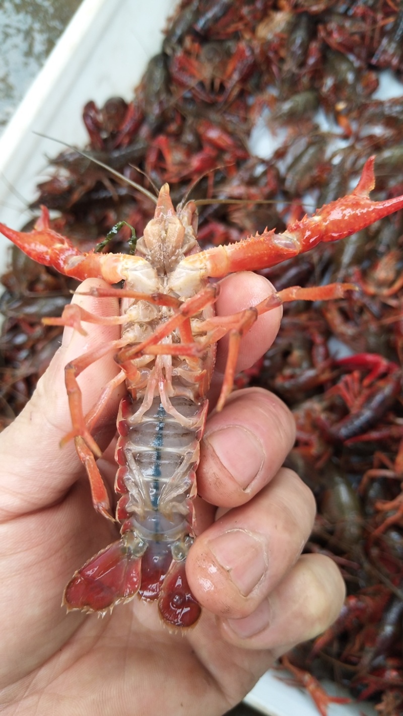 苏北淡水小龙虾种虾，一斤30到50尾，可顺丰发货