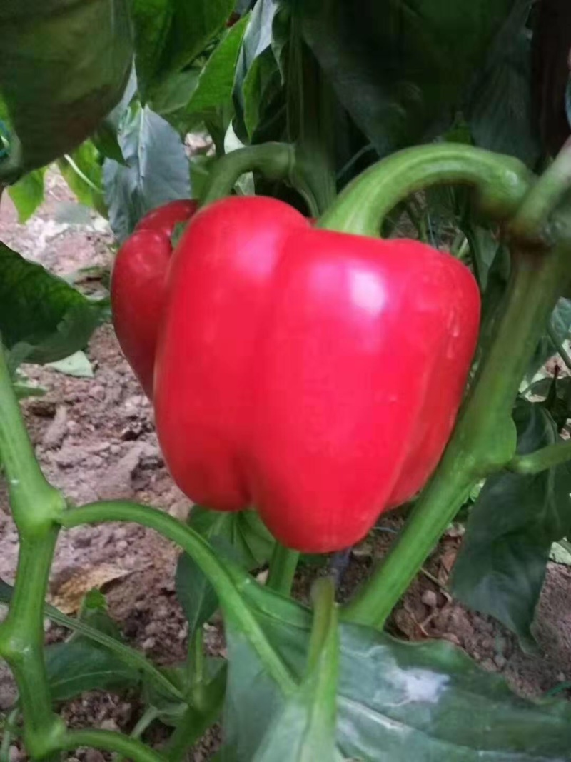 各类蔬菜各种辣椒彩椒种子种苗
