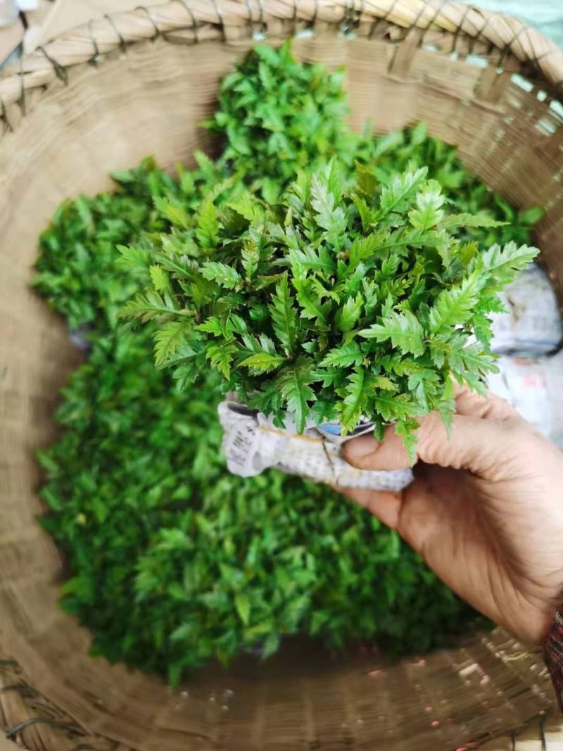 批发杨梅实生苗，杨梅砧木，一年生小苗，量大价优