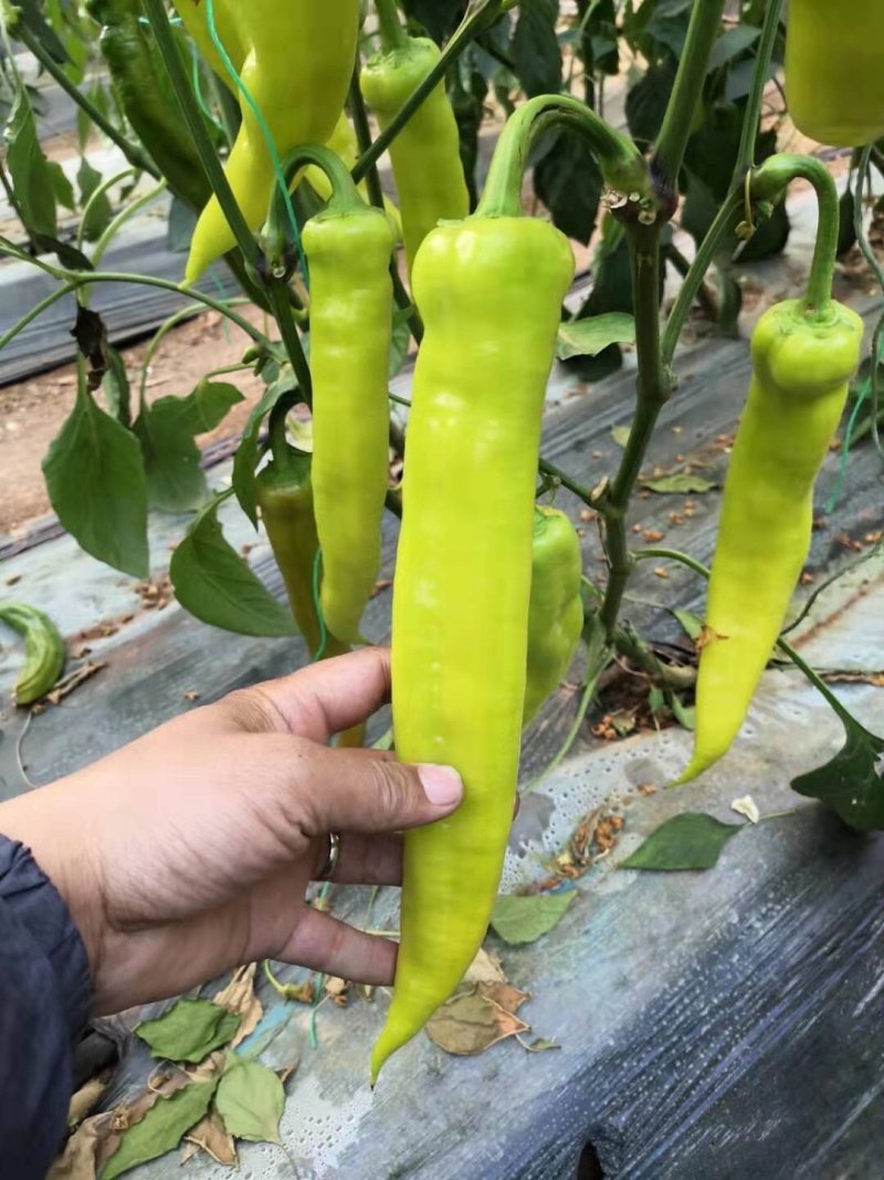 各类蔬菜各种辣椒彩椒种子种苗