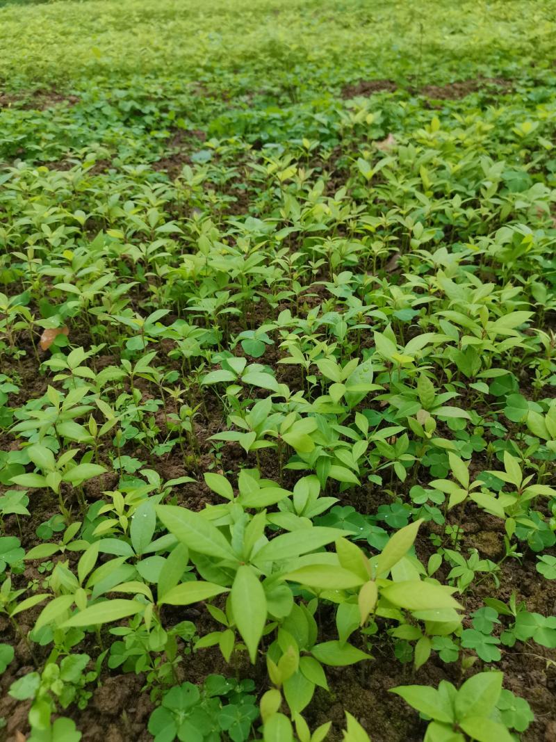 正宗金丝楠木苗四川金丝楠木小苗小叶桢楠苗保湿包邮发货