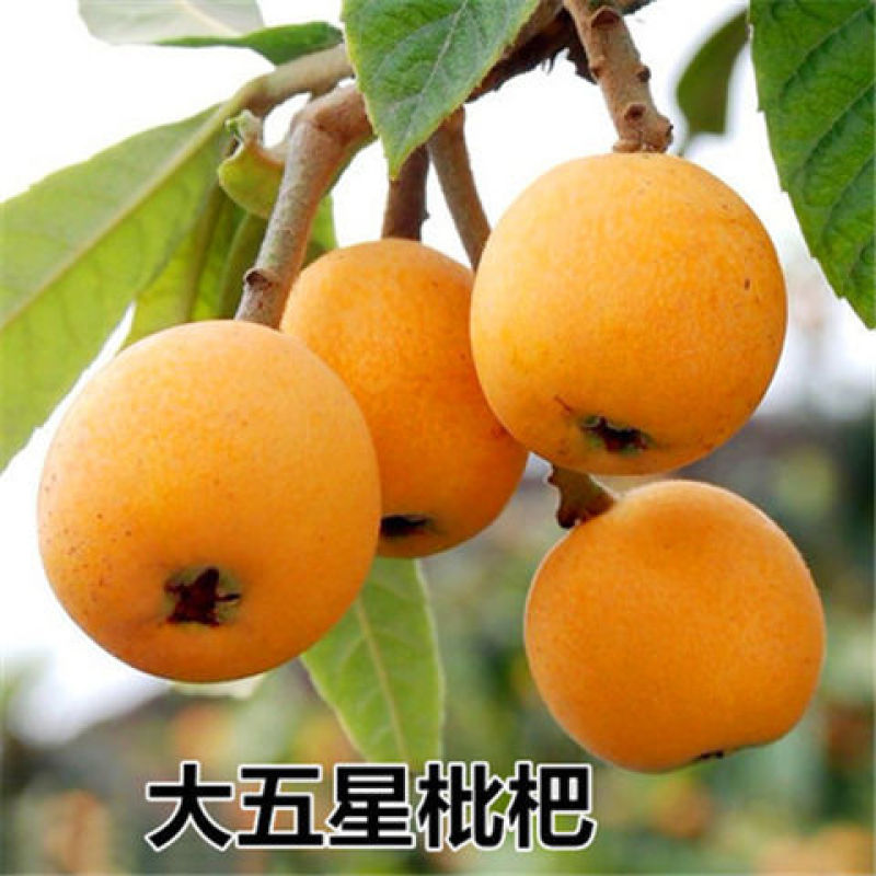 枇杷树苗早钟六号枇杷苗大五星枇杷嫁接果树苗