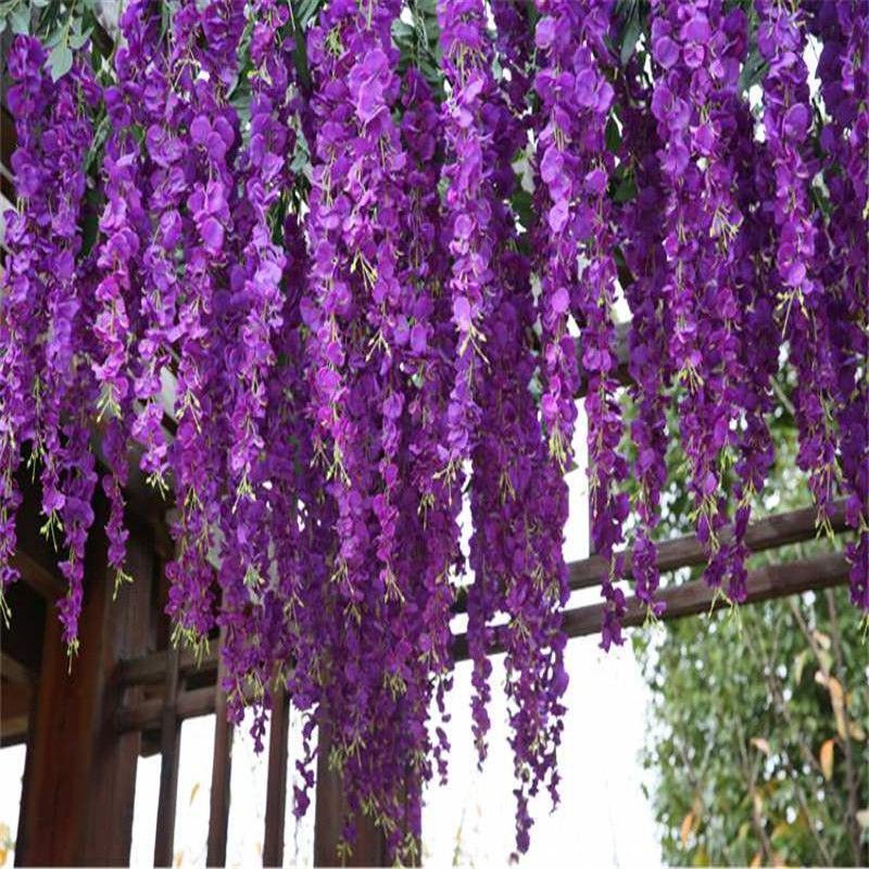 紫藤花种籽爬藤花卉植物紫藤种子室外庭院耐寒四季易活盆栽花