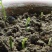 紫藤花种籽爬藤花卉植物紫藤种子室外庭院耐寒四季易活盆栽花