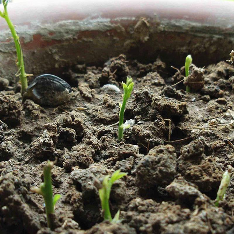 紫藤花种籽爬藤花卉植物紫藤种子室外庭院耐寒四季易活盆栽花