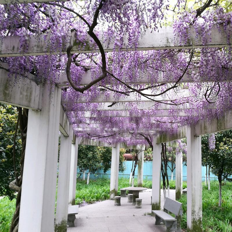 紫藤花种籽爬藤花卉植物紫藤种子室外庭院耐寒四季易活盆栽花