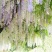 紫藤花种籽爬藤花卉植物紫藤种子室外庭院耐寒四季易活盆栽花