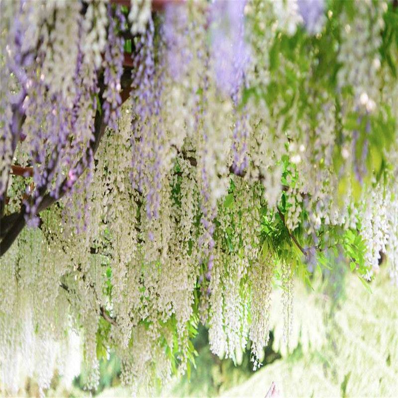紫藤花种籽爬藤花卉植物紫藤种子室外庭院耐寒四季易活盆栽花