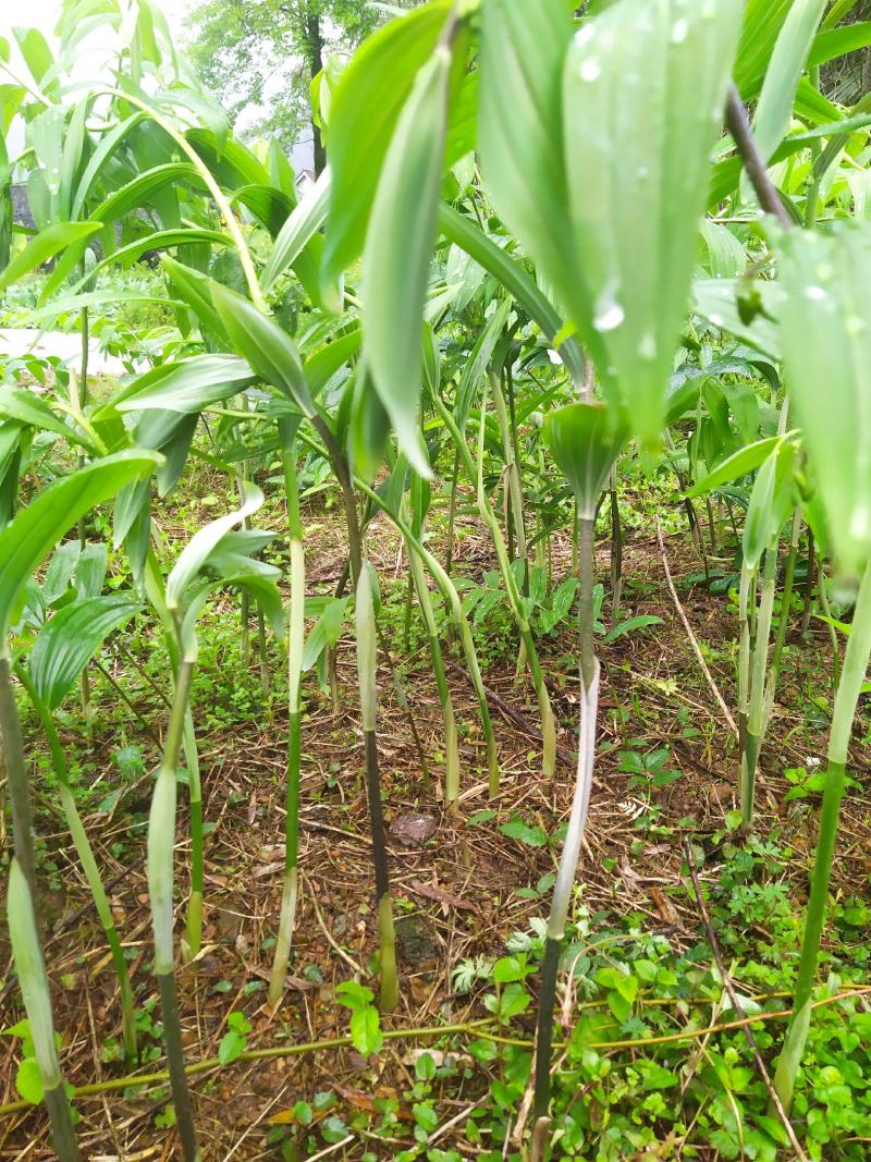 姜形黄精大苗八年以上种苗种茎，株高1米至1米5