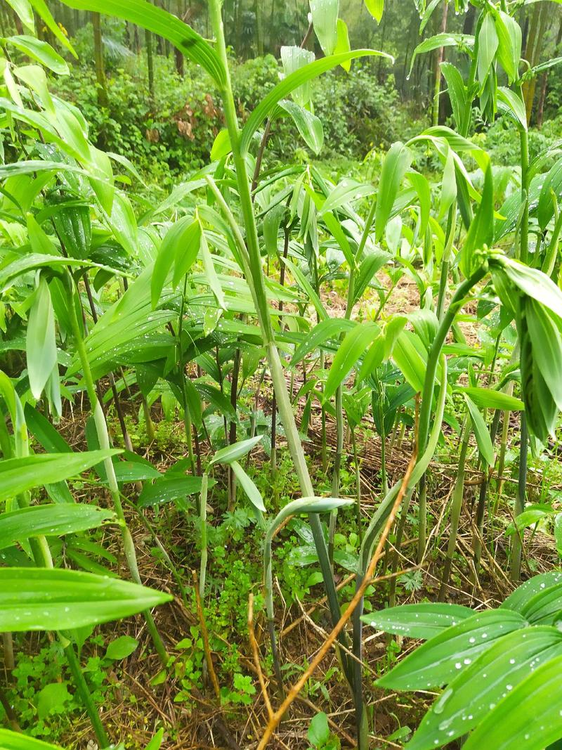 姜形黄精大苗八年以上种苗种茎，株高1米至1米5