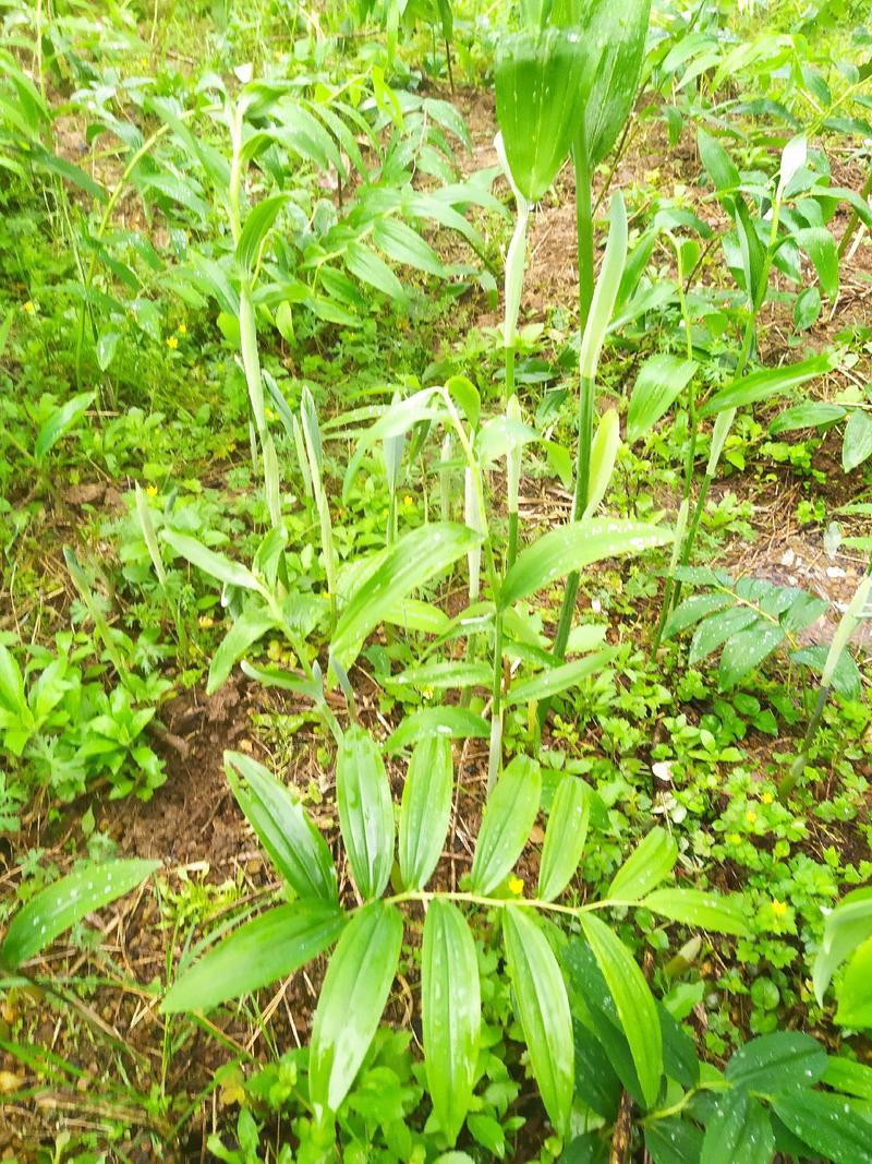 姜形黄精大苗八年以上种苗种茎，株高1米至1米5
