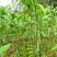 姜形黄精大苗八年以上种苗种茎，株高1米至1米5