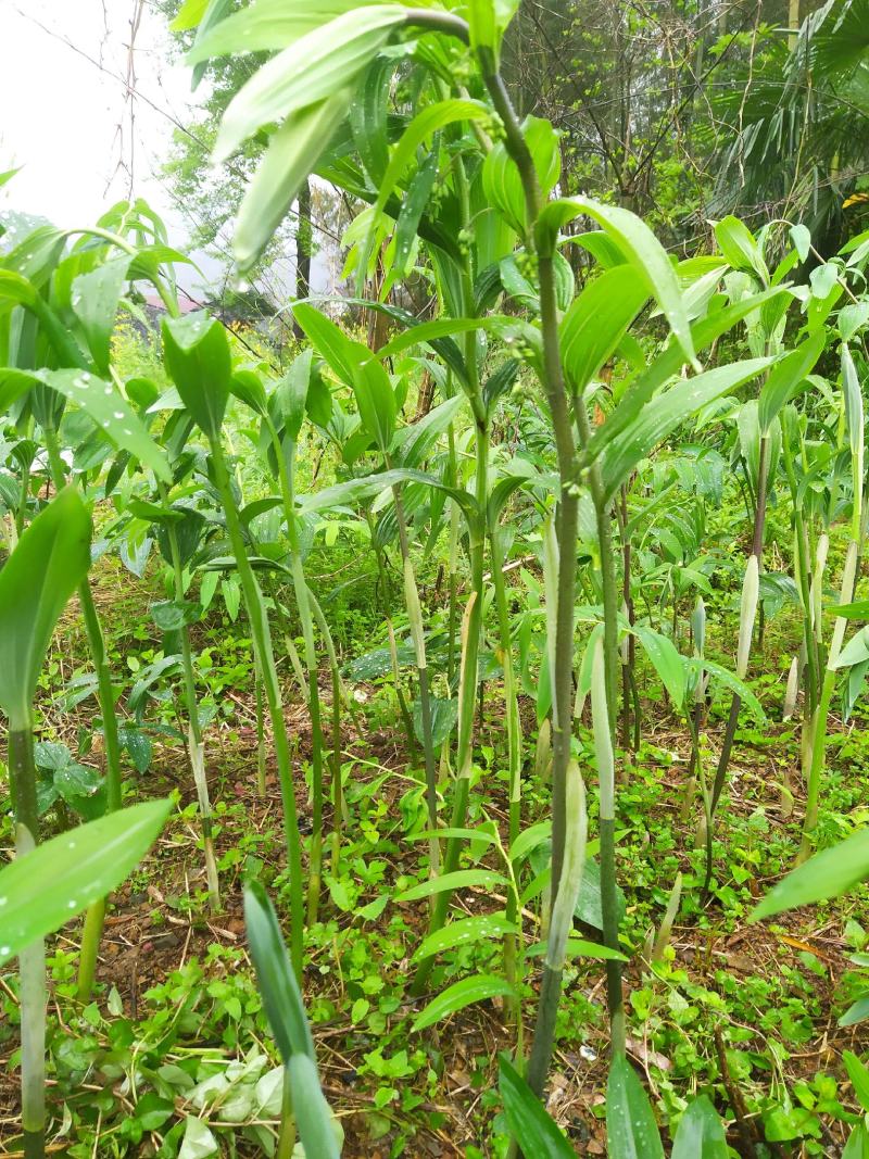 姜形黄精大苗八年以上种苗种茎，株高1米至1米5