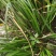 石菖蒲种苗，深山中的大货包活