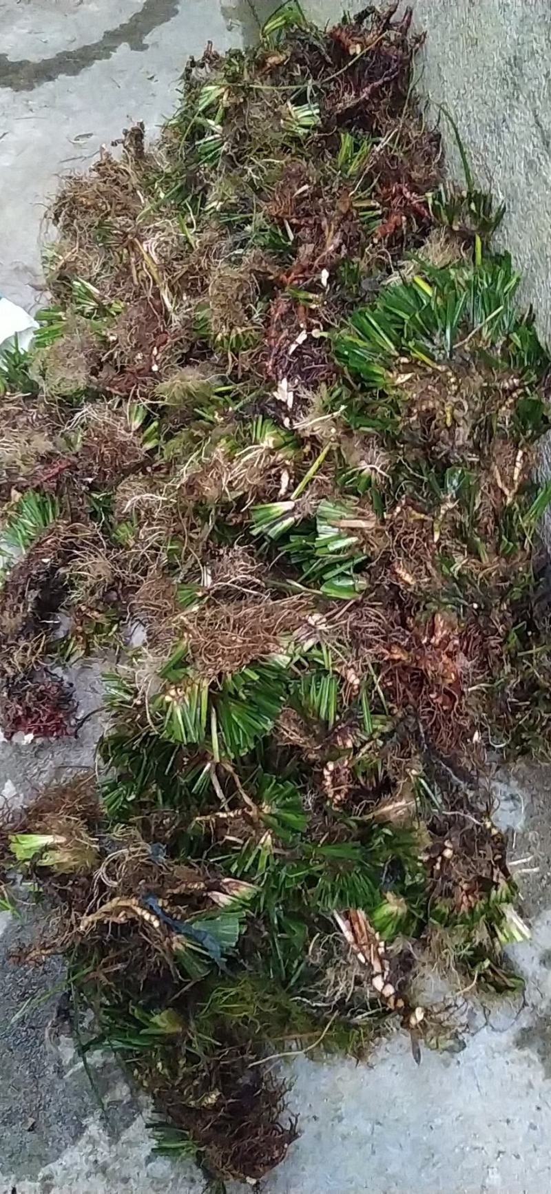 石菖蒲种苗，深山中的大货包活