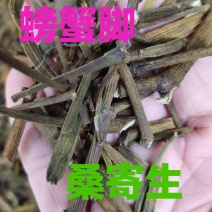 广西野生螃蟹脚桑树寄生茶一手货源，全国发货