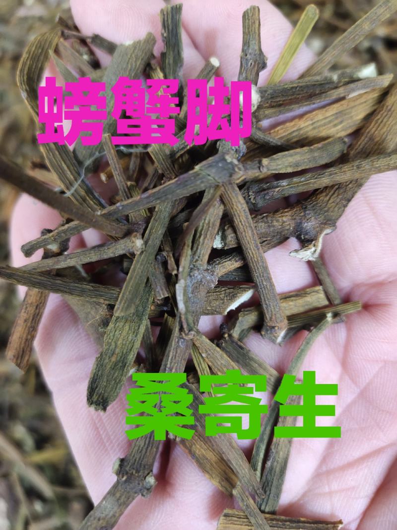 广西野生螃蟹脚桑树寄生茶一手货源，全国发货