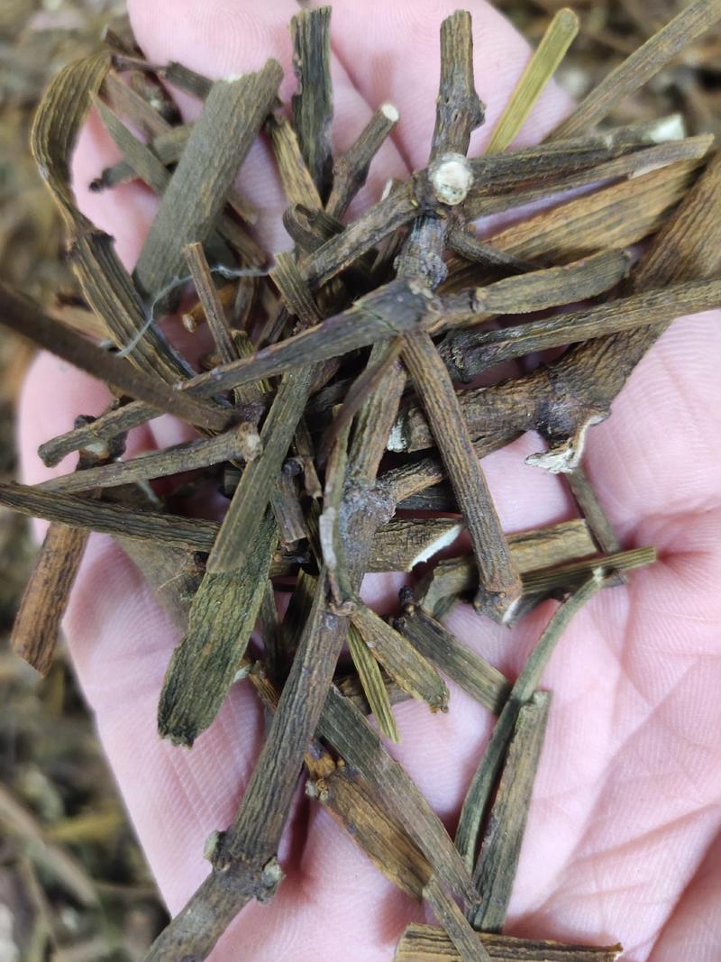广西野生螃蟹脚桑树寄生茶一手货源，全国发货