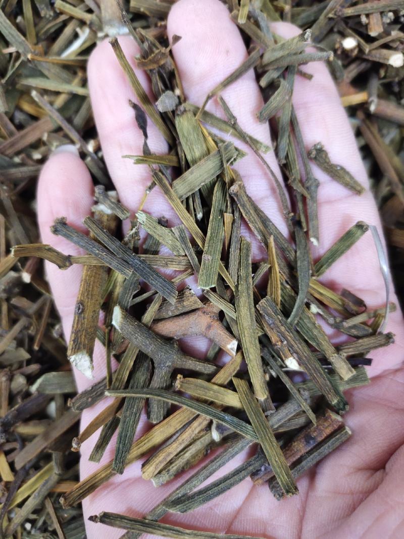 广西野生螃蟹脚桑树寄生茶一手货源，全国发货