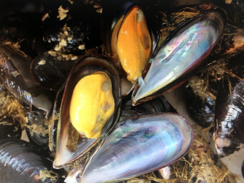 海虹淡菜