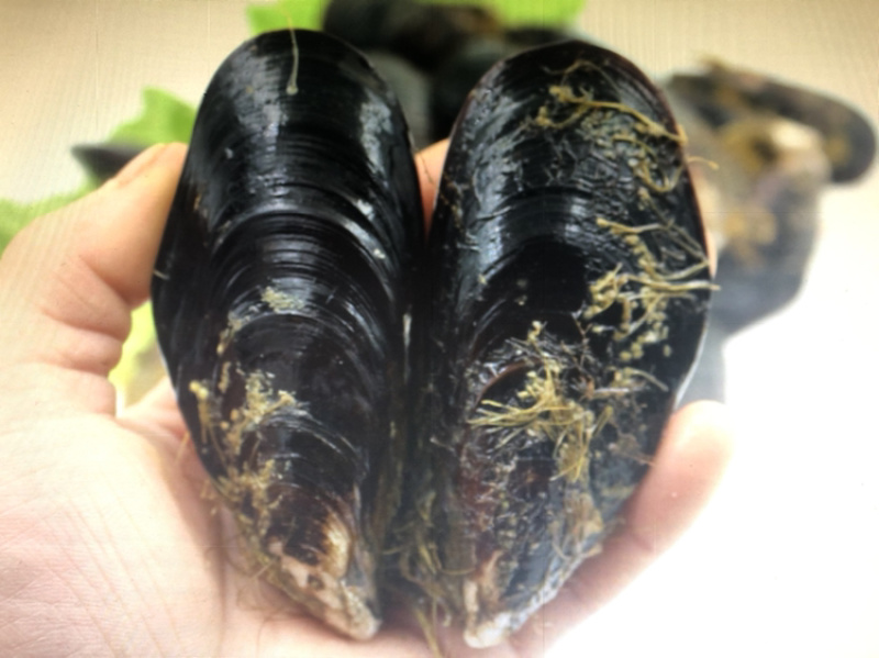 海虹淡菜