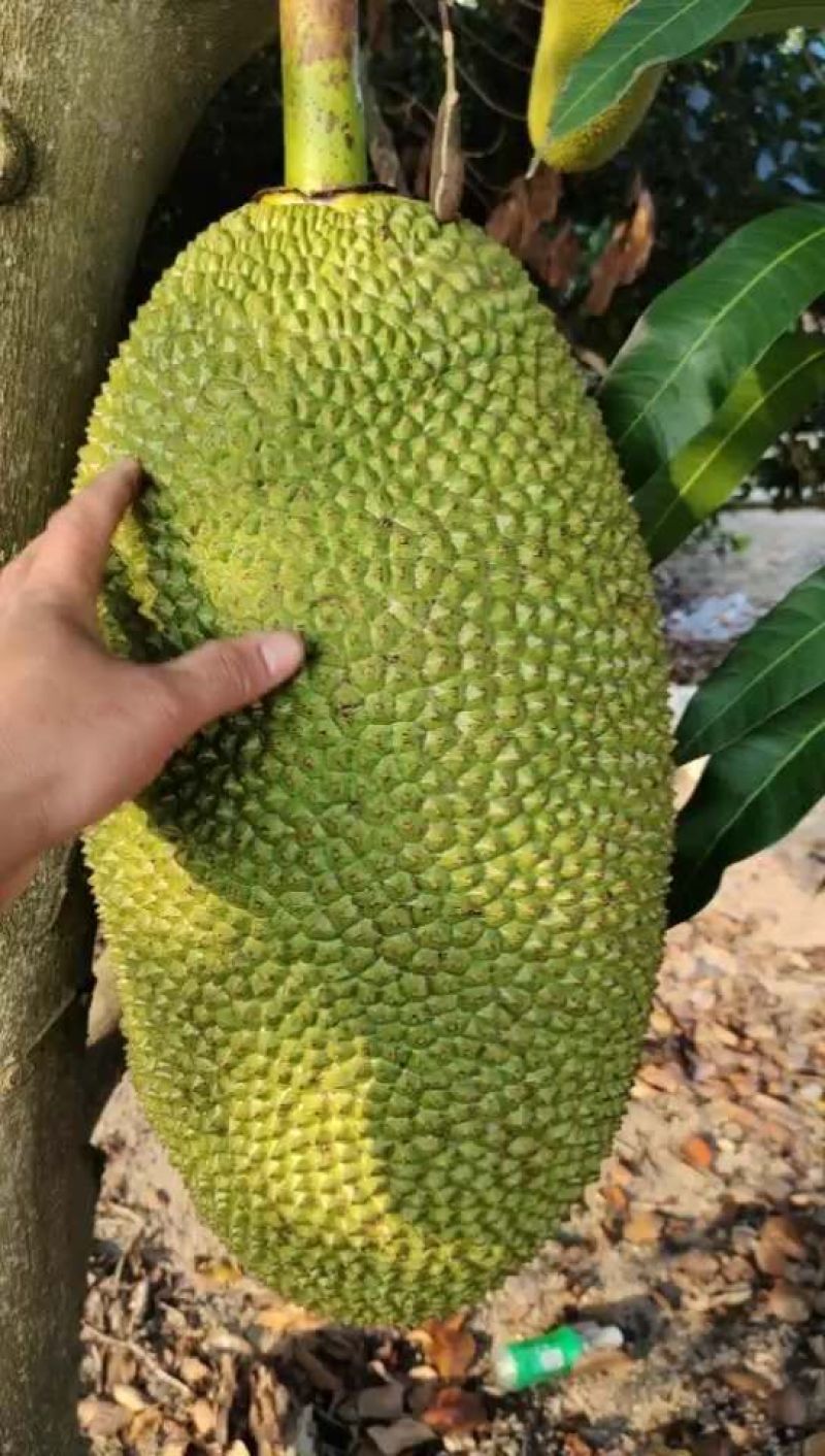 海南菠萝蜜自产自发支持电商社区团购一件代发坏包赔