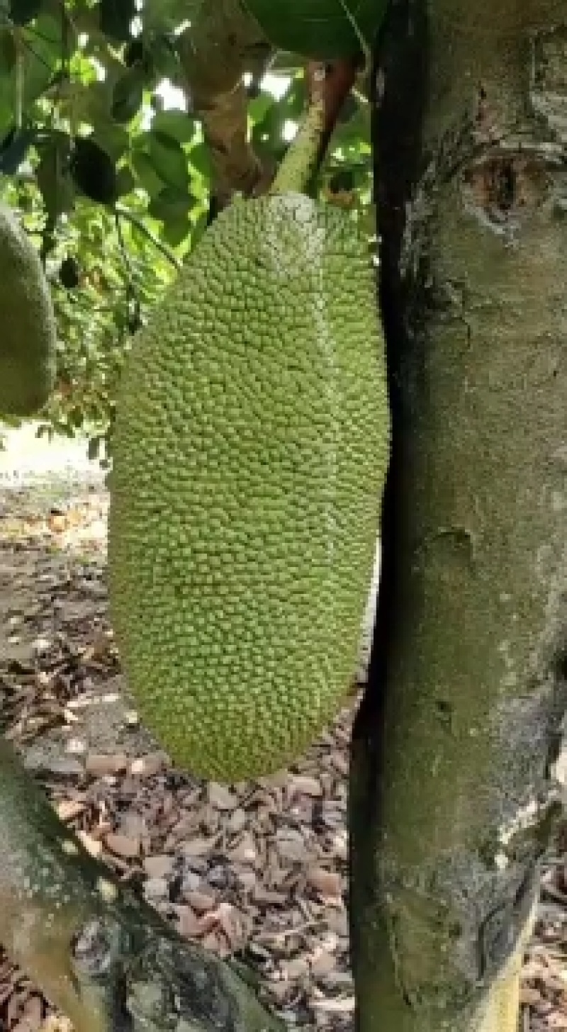 海南菠萝蜜自产自发支持电商社区团购一件代发坏包赔