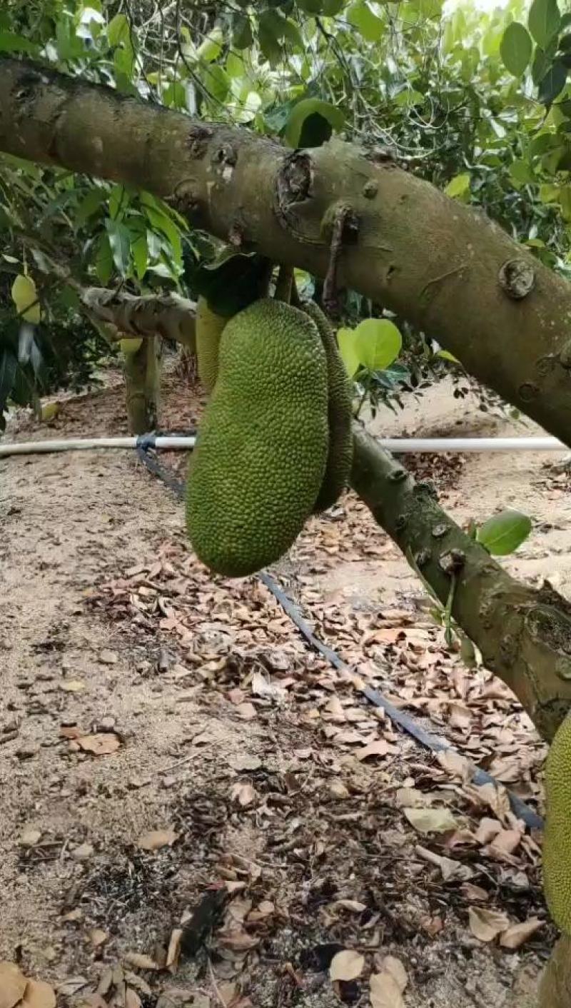 海南菠萝蜜自产自发支持电商社区团购一件代发坏包赔