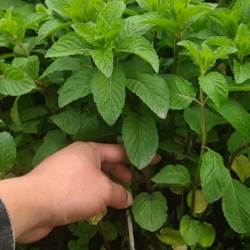 中药材个药用和食用薄荷苗