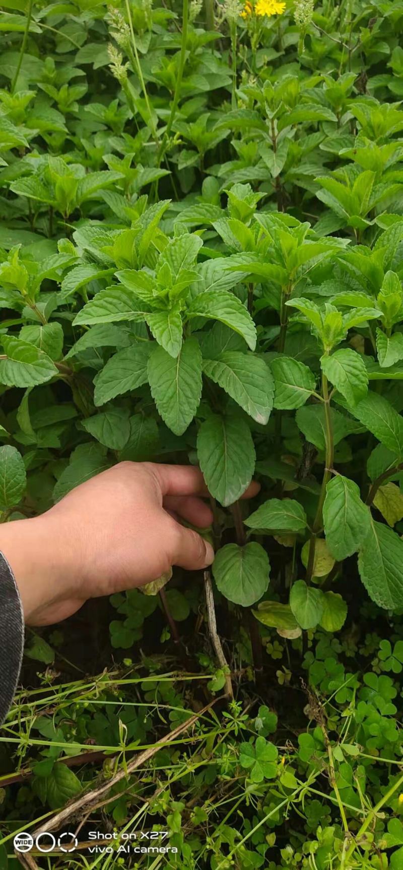 中药材个药用和食用薄荷苗