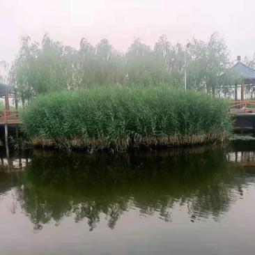 芦苇，芦苇苗芦笛，芦草芦苇种苗种植基地旱生芦苇芦苇种植