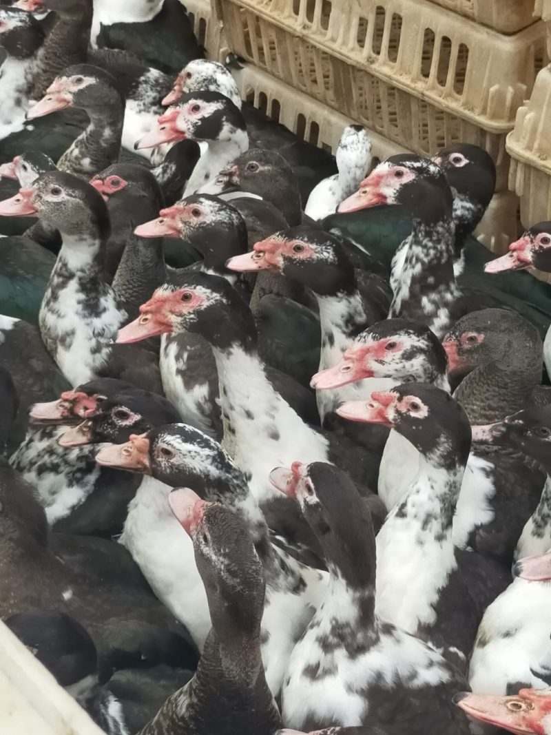 大花公