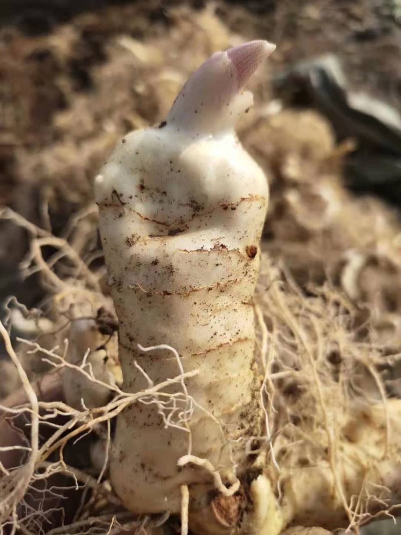 药典品种陕西鸡头黄精，基地直销，技术指导