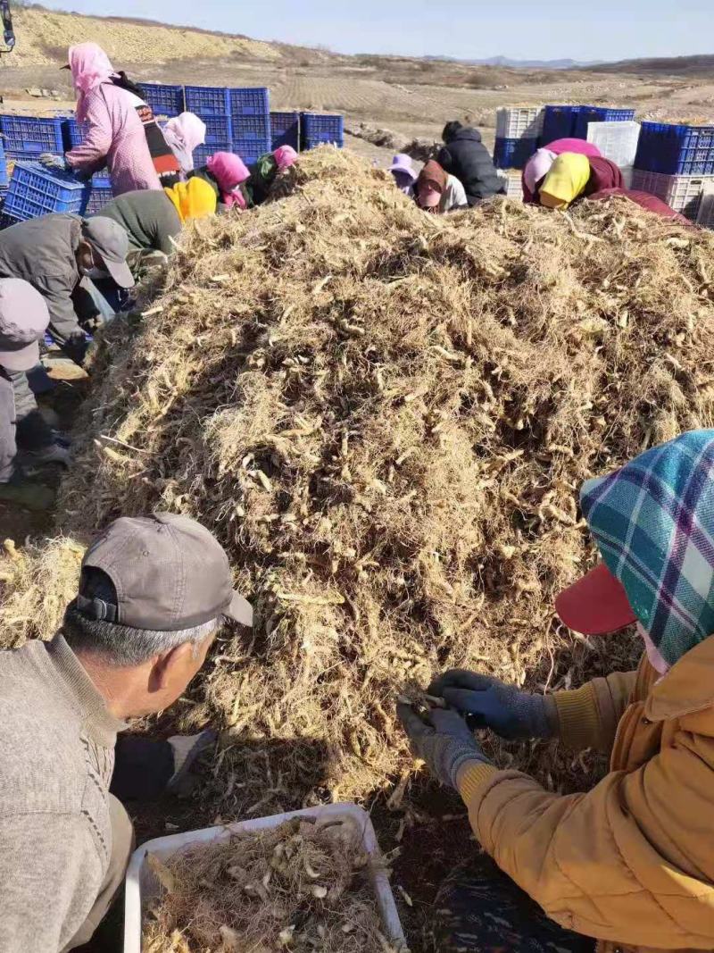 药典品种陕西鸡头黄精，基地直销，技术指导